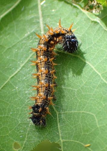 Réf. 234 121 : Nymphalis polychloros